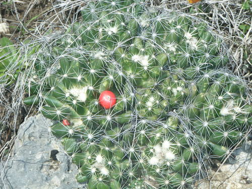 Pelecyphora missouriensis