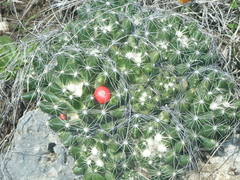 Pelecyphora missouriensis