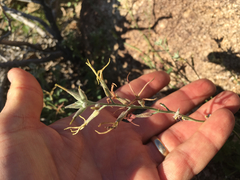 Lyrocarpa coulteri