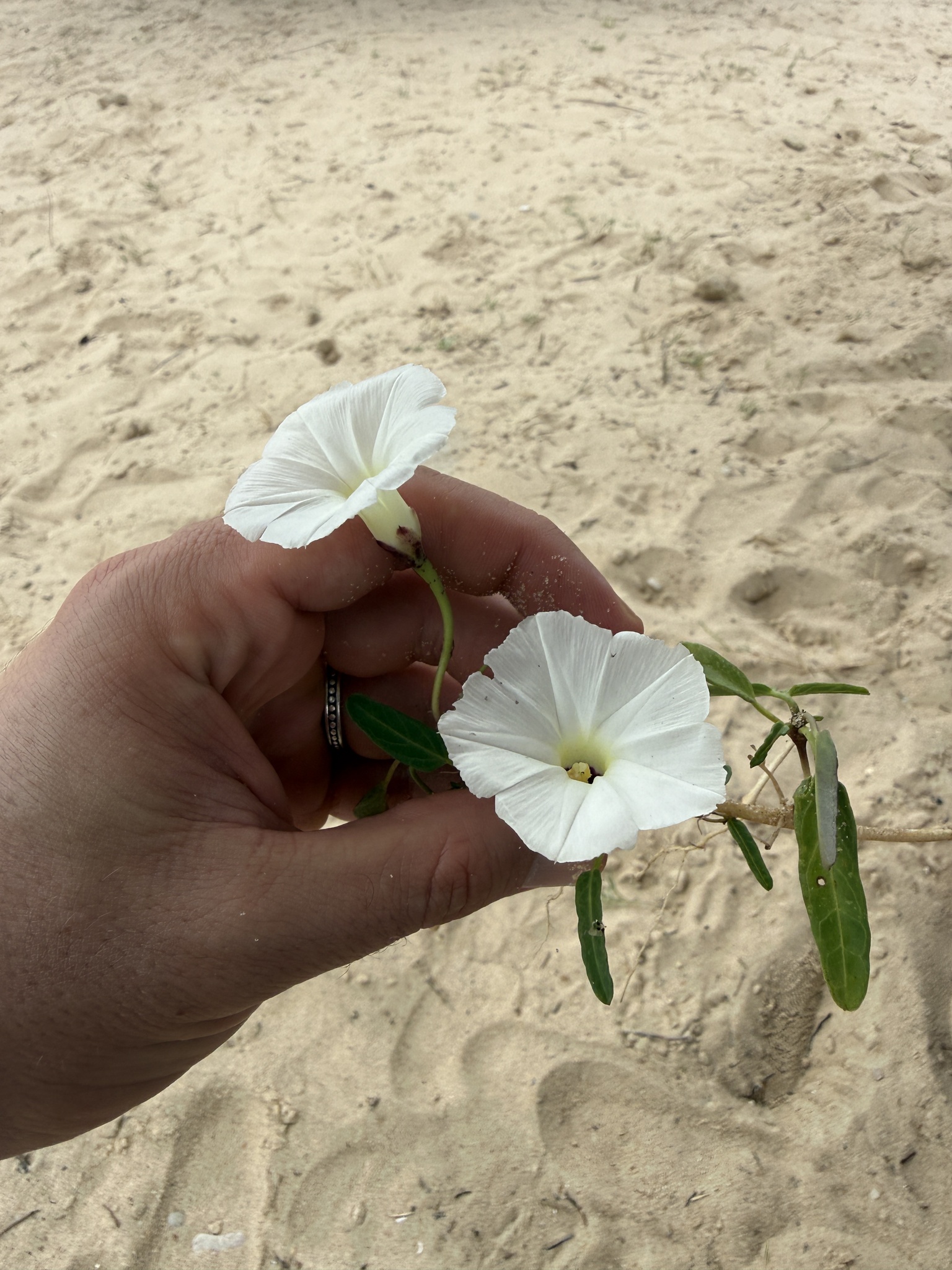 Ipomoea imperati