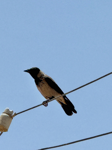 Hooded Crow