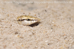 Wedge-Snouted Skink photo 5