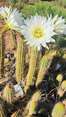 torch cactus