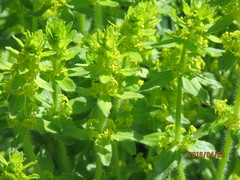 Cruciata laevipes