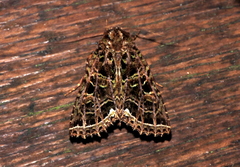 Heterochroma beryllus
