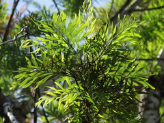 Grevillea robusta