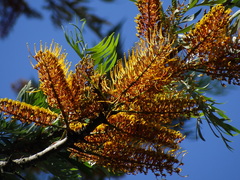 Grevillea robusta