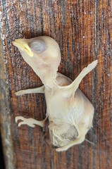 Acridotheres javanicus