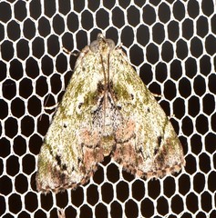 Enchesphora recurvalis