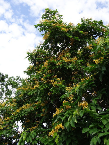 Pterocarpus indicus