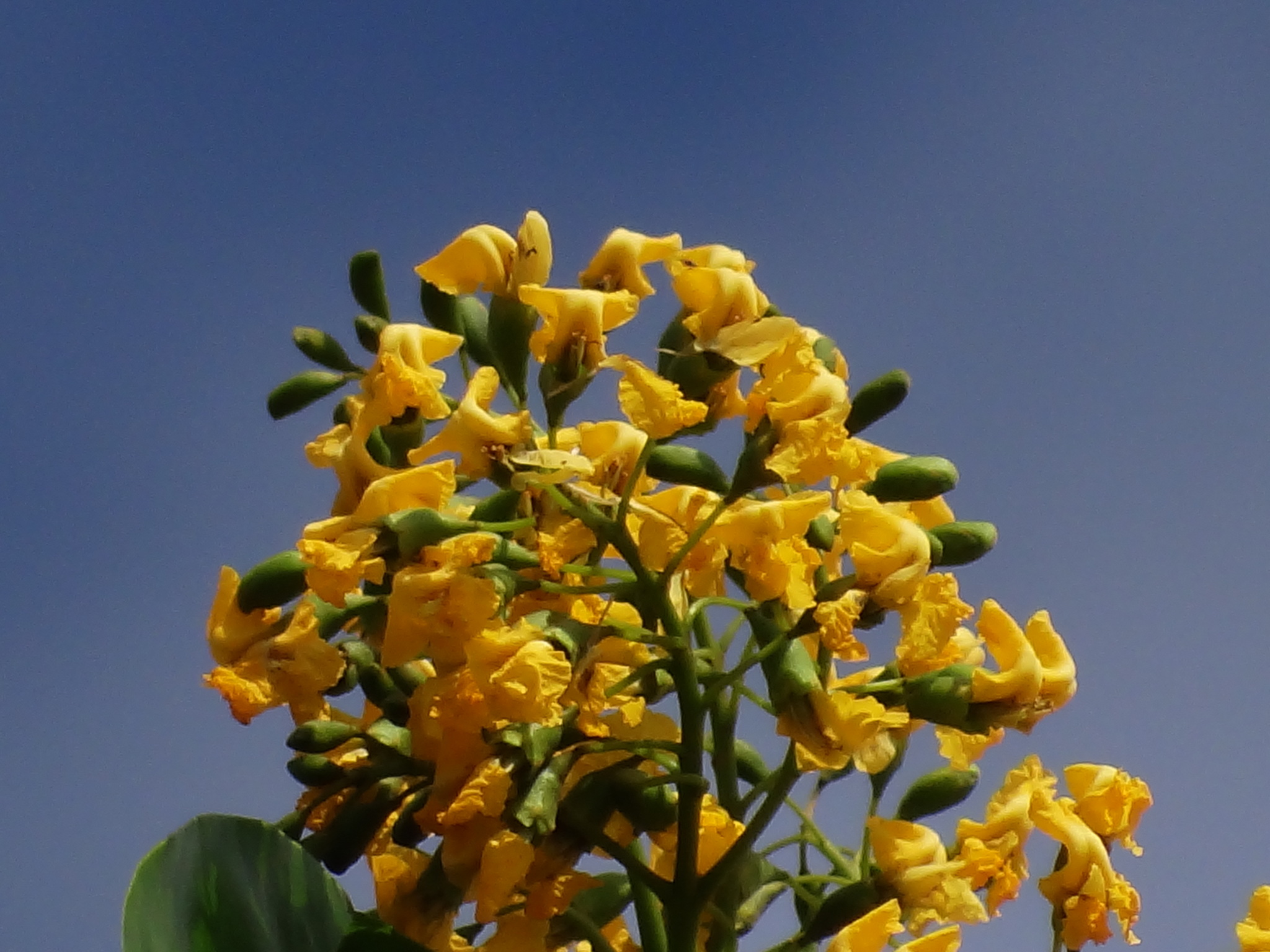 Pterocarpus indicus