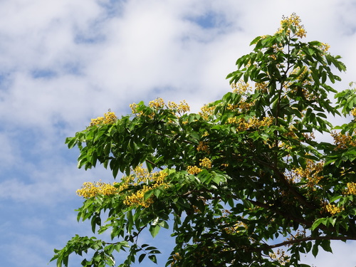 Pterocarpus indicus