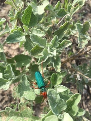 Eupompha fissiceps