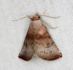 Mataeomera mesotaenia