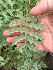 Grevillea bipinnatifida