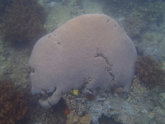 Physogyra lichtensteini