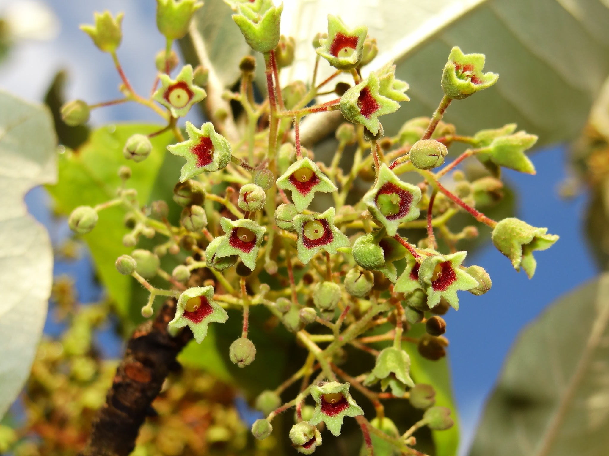Heritiera littoralis