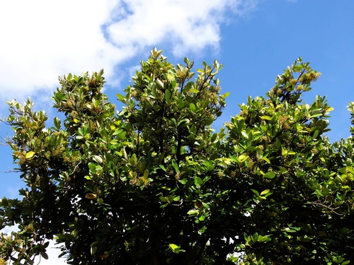 Heritiera littoralis