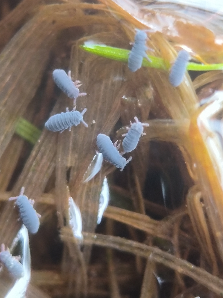 Water Springtail from Московская обл., Россия, 140720 on May 10, 2026 ...