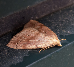 Thallophaga hyperborea