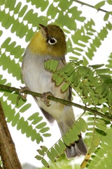 Zosterops lateralis