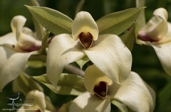 Eulophia parvilabris