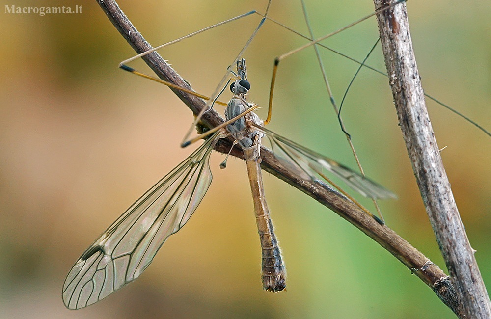 Tipula pseudoirrorata
