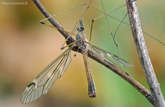Tipula pseudoirrorata