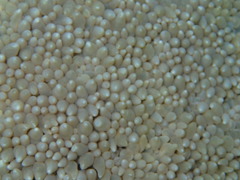 Physogyra lichtensteini