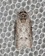Nycteola polycyma