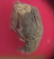 Acanthoscelides obtectus