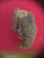 Acanthoscelides obtectus