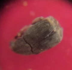 Acanthoscelides obtectus