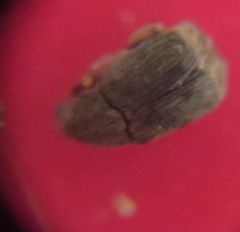 Acanthoscelides obtectus