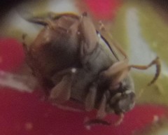 Acanthoscelides obtectus