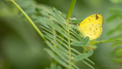 Eurema alitha