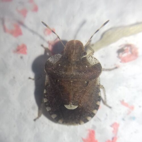 White-shouldered Shieldbug