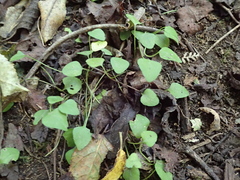 Viola cunninghamii, photograph (c) Liadan Dickie, some rights reserved (CC BY)