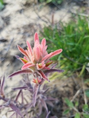 Castilleja affinis contentiosa