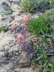 Castilleja affinis contentiosa