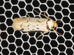 Philobota thiocrossa