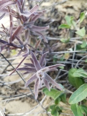 Castilleja affinis contentiosa