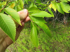 Ulmus × intermedia