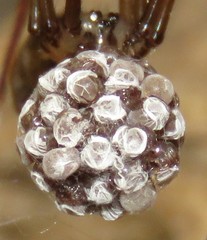 Smeringopus natalensis