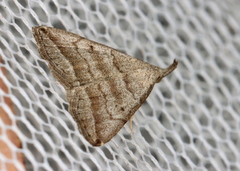 Lysimelia lenis