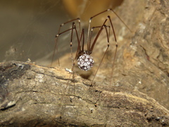 Smeringopus natalensis