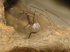 Smeringopus natalensis