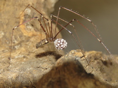 Smeringopus natalensis
