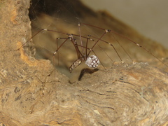 Smeringopus natalensis