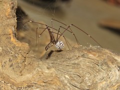 Smeringopus natalensis